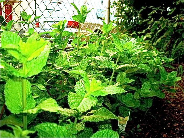 Kentucky Colonel Mint