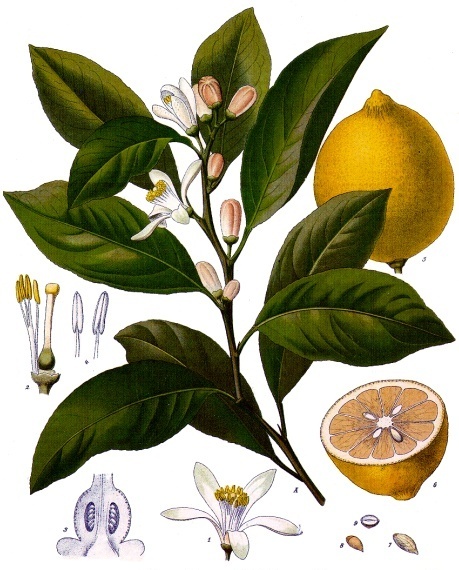 lemons