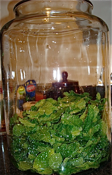 Mint in jar, ready for vodka and simple syrup
