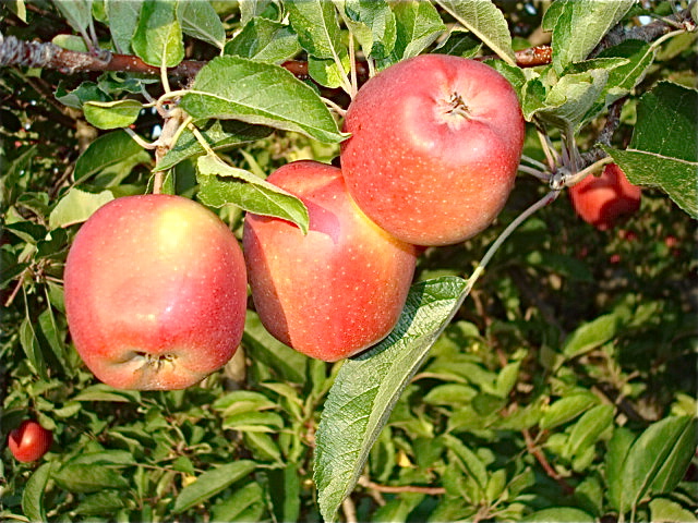 Up in the orchard
