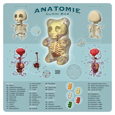 Anatomie Gummi Bar by artist and illustrator Jason Freeny