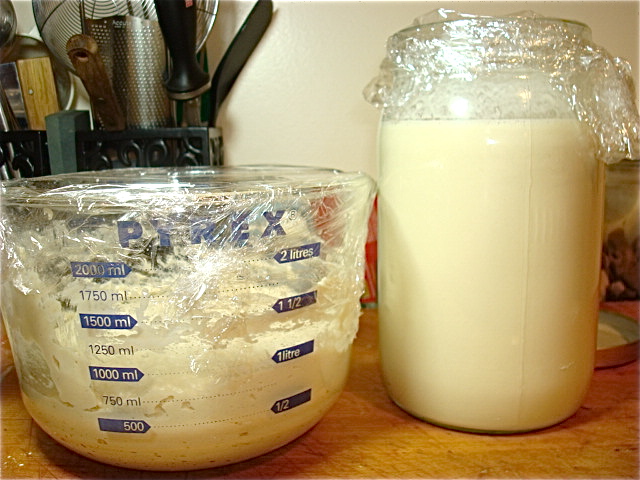 Sponge for bread (left) and sourdough starter, newly fed (right)