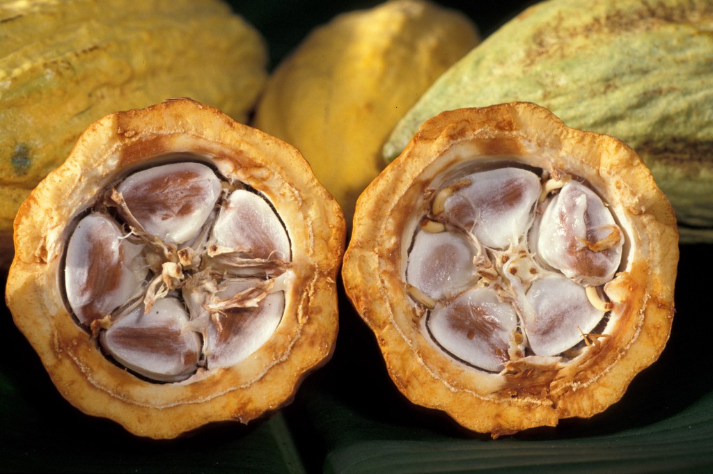 cacao pod k4636 14 1024x681 The History of Chocolate