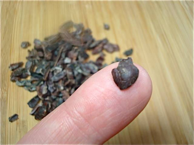 Cacao nib on my fingertip