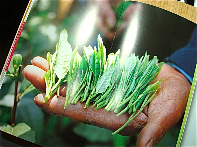 Photo spread from The Tea Taster's Handbook