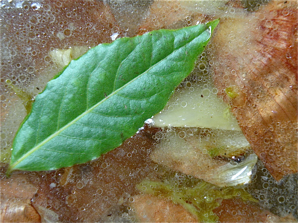 Basic Homemade Chicken Stock at The Hungry Mouse