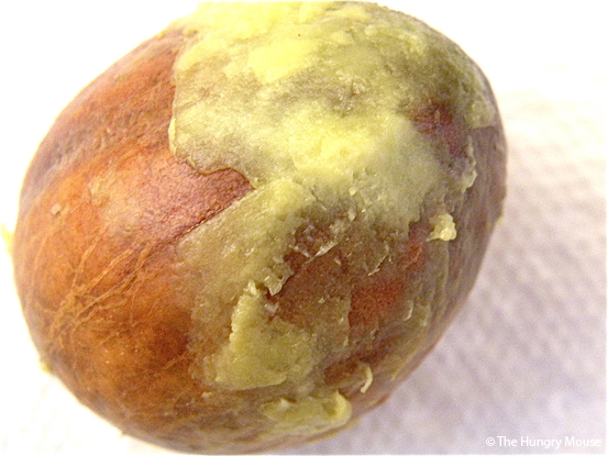 How to Grow an Avocado Tree from an Avocado Pit at The Hungry Mouse