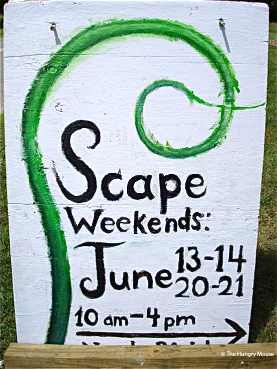 Garlic Scape Pesto at The Hungry Mouse Garlic Scape Pesto at The Hungry Mouse