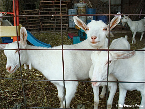 Fresh Goat Feta and a Visit to Sweet Pea Farm dsc00752