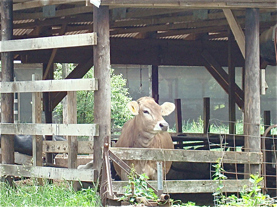 Fresh Goat Feta and a Visit to Sweet Pea Farm dsc00759