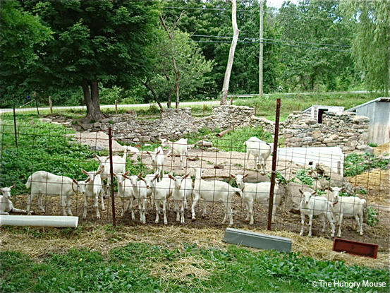 Fresh Goat Feta and a Visit to Sweet Pea Farm dsc00769