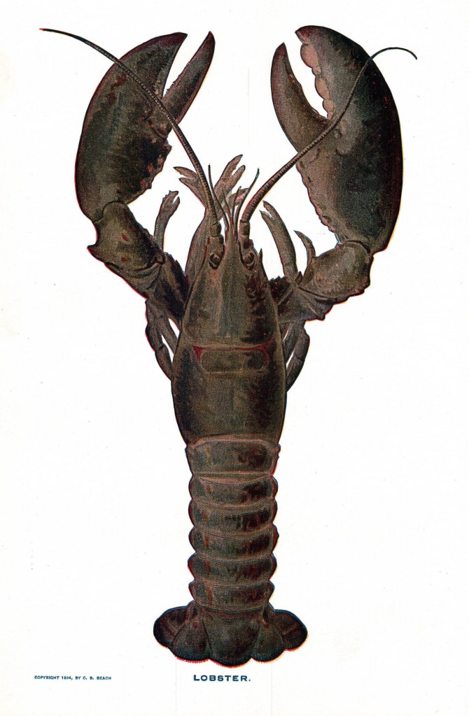 Lobster at The Hungry Mouse