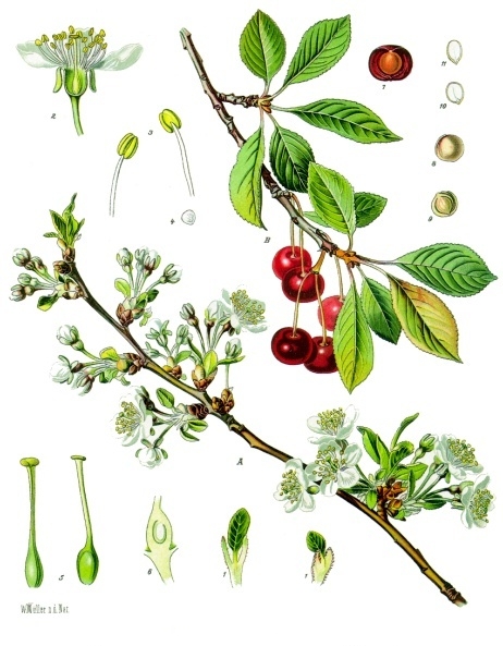 sour-cherry