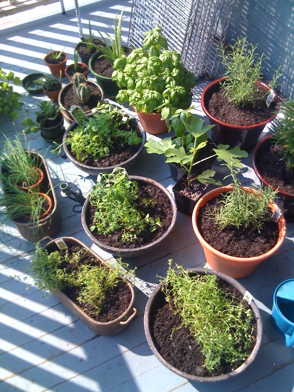 The Hungry Mouse's Kitchen Garden The Hungry Mouse's Kitchen Garden