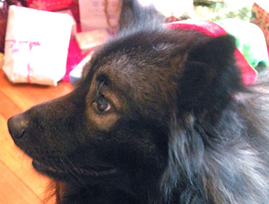 The-Hungry-Mouse-Christmas-Keeshond