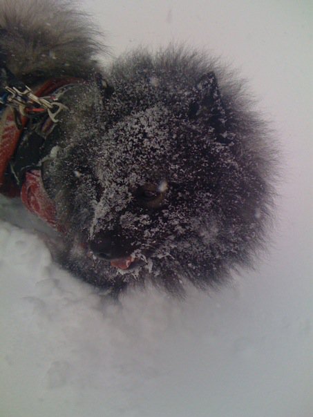 Dexter in the snow Dexter in the snow