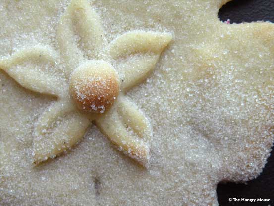 Close up sand dollar cookie Close up sand dollar cookie