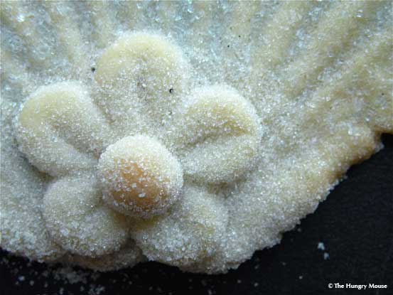 close up scallop shell cookie close up scallop shell cookie