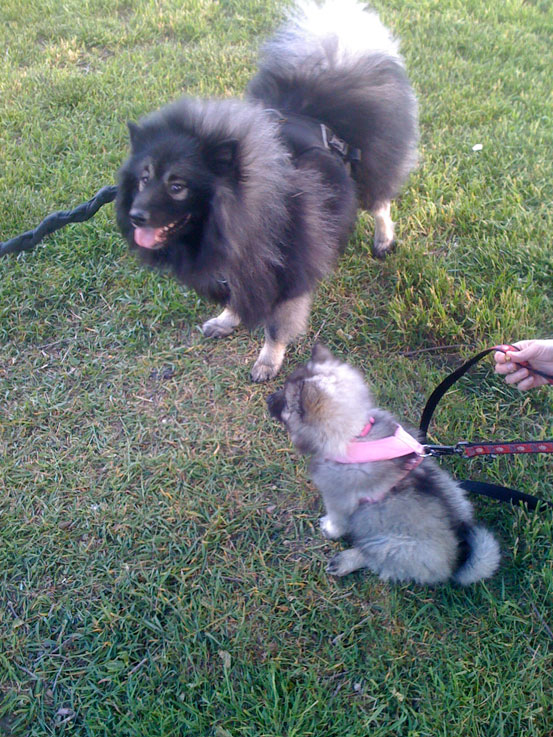 penelope-and-dexter
