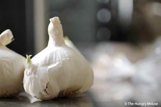 The-Hungry-Mouse-Sprouting-Garlic